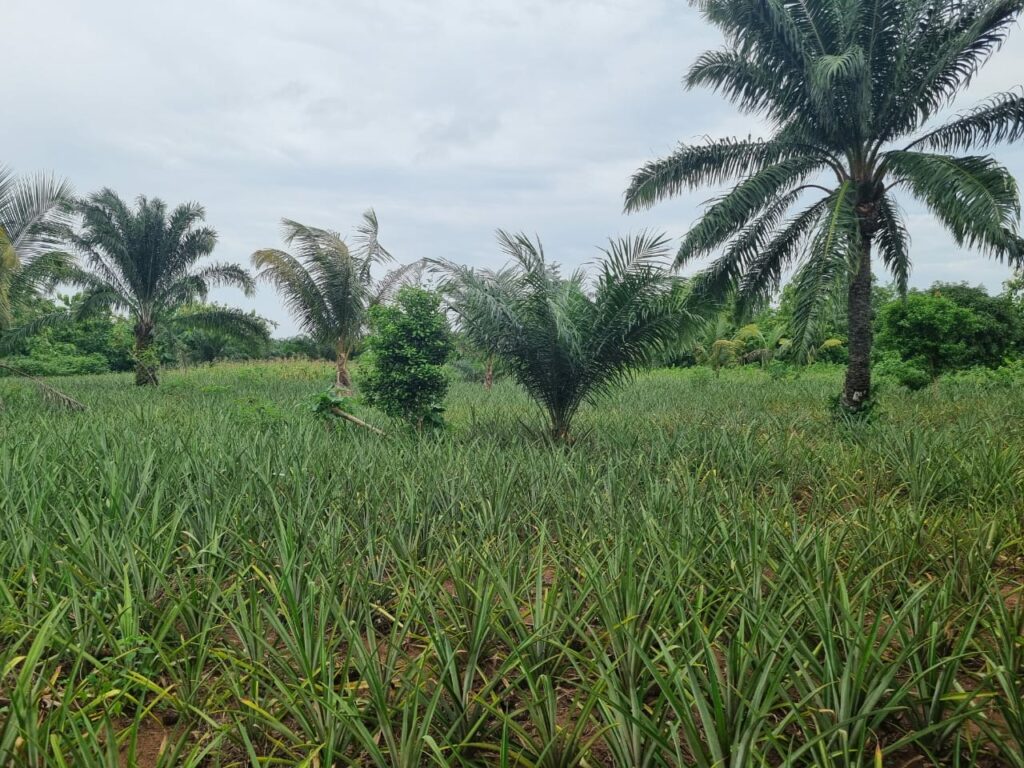un terrain agricole au bénin où l'on peut voir des palmier et des ananas