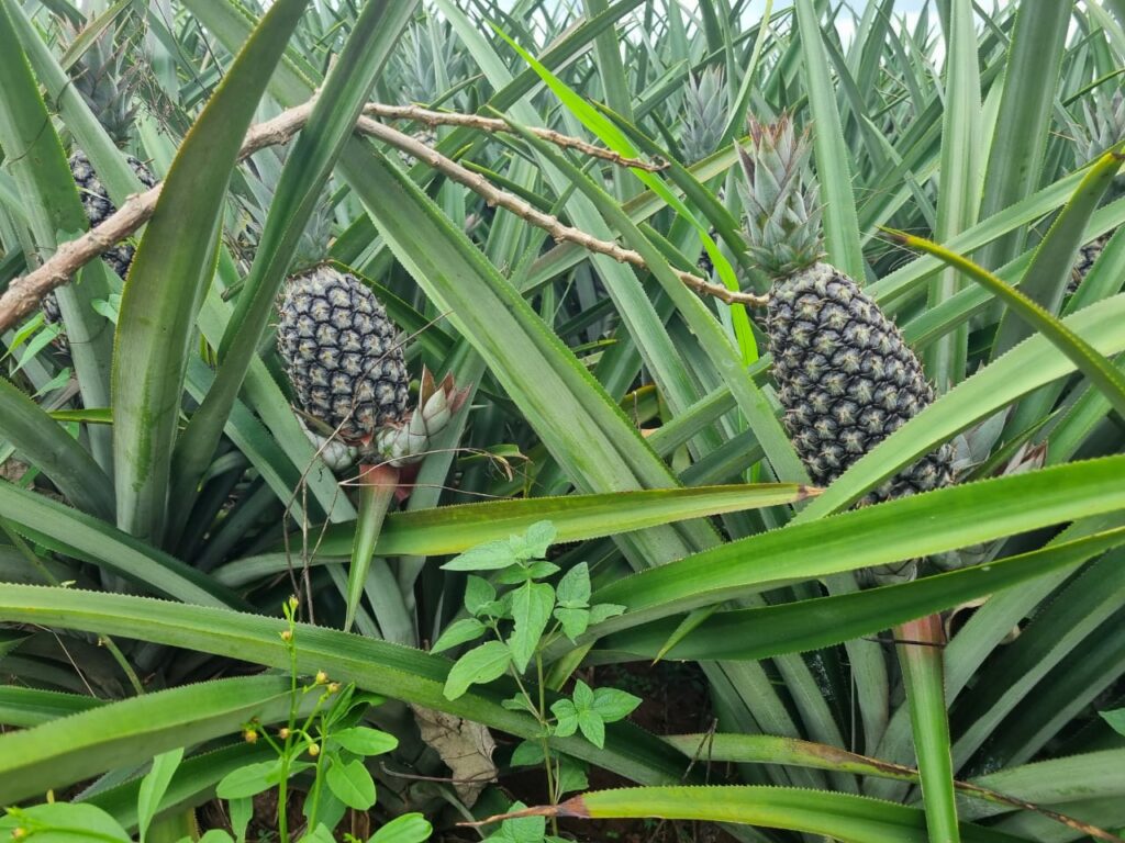des ananas