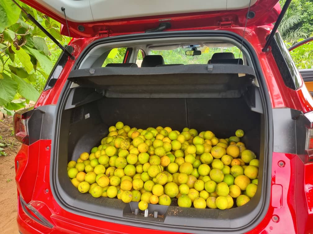 un coffre de voiture remplis d'orange récolté par notre équipe au bénin