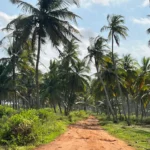 une allée de palmier en Côte d'Ivoire