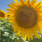 un tournesol géanr avec un sourire naturel
