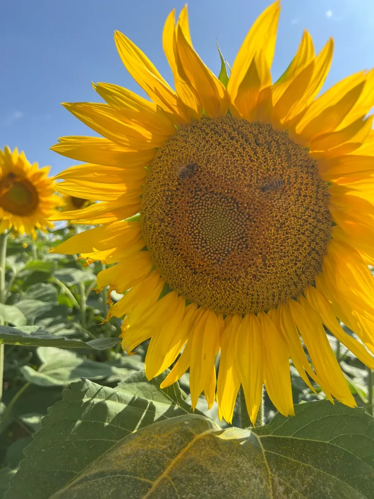 tournesol1