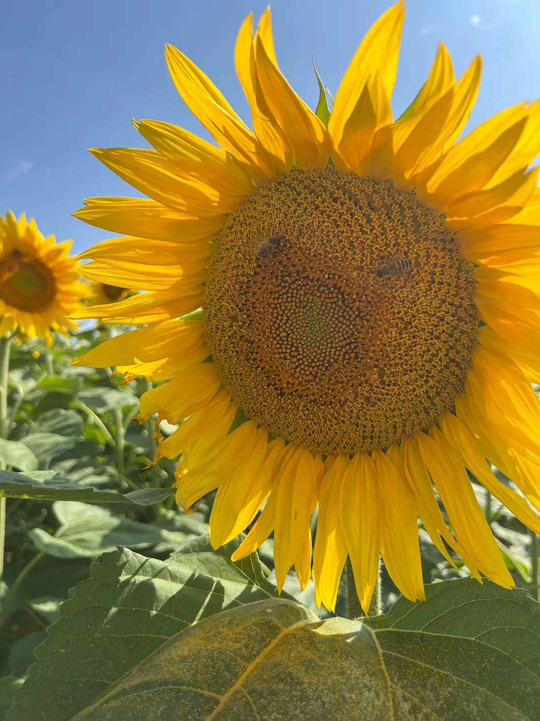 un tournesol géanr avec un sourire naturel