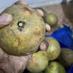 image d'un pamplemousse récolté sur le terrain agricole de la nouvelle gestion environnement. Derrière on peut apercevoir une dizaine de pamplemousse étalé au sol.