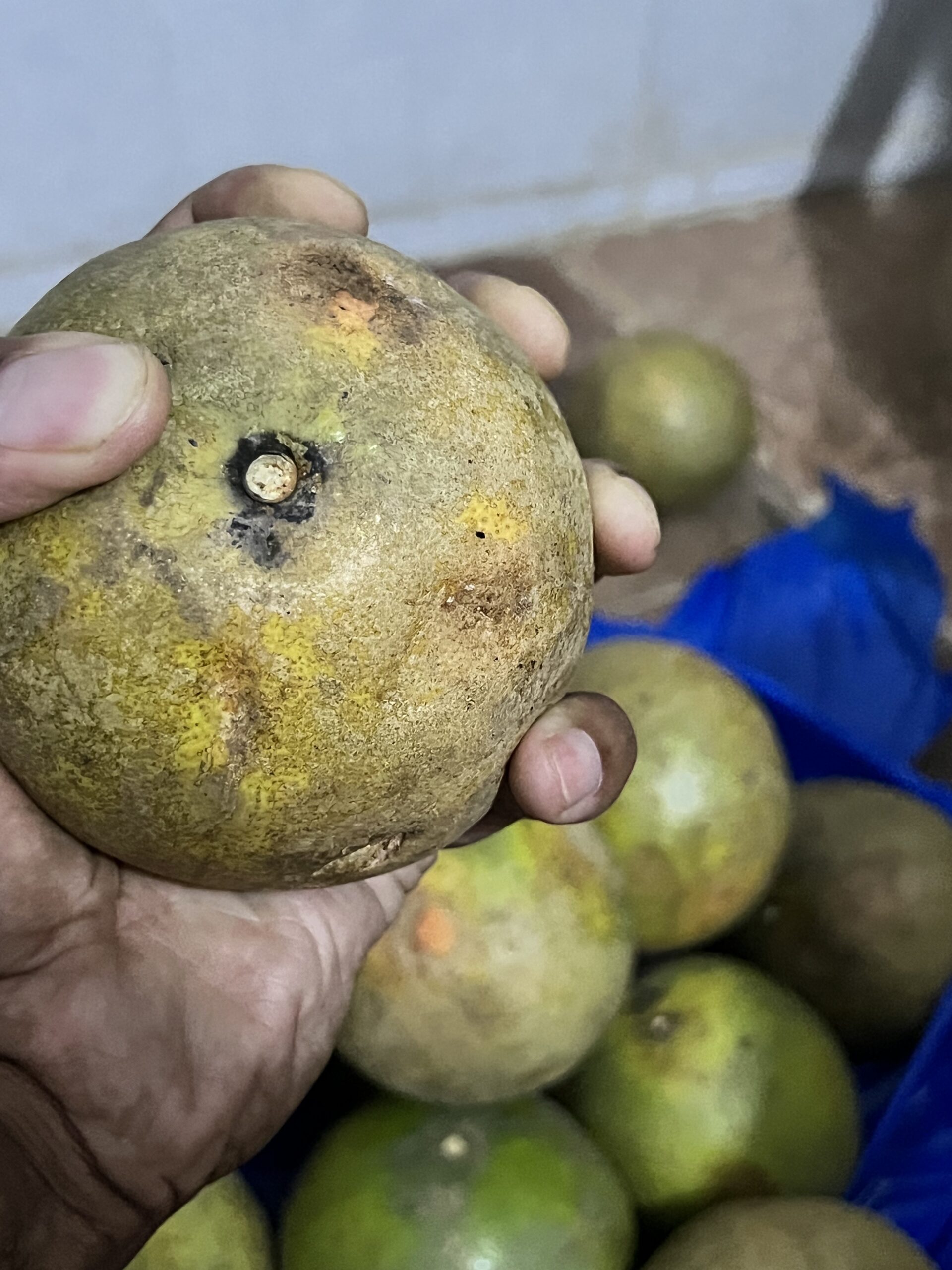image d'un pamplemousse récolté sur le terrain agricole de la nouvelle gestion environnement. Derrière on peut apercevoir une dizaine de pamplemousse étalé au sol.
